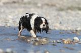 CAVALIER KING CHARLES 250